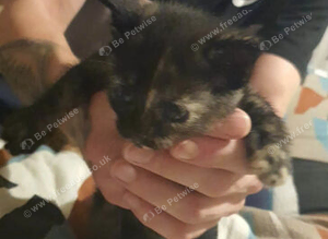 Kittens ready now