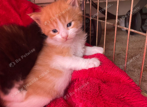 4 stunning kittens