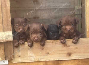 Patterdale terrier pups