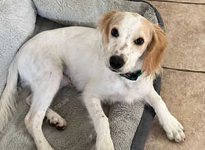 6 months old Cocker Spaniel for sale