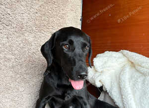 Labrador puppies available FT champians