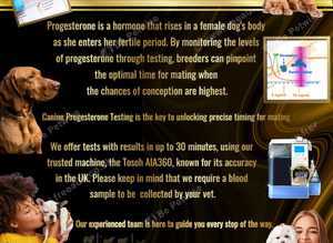 Progesterone Ovulation Testing