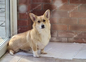 Lily - 7 year old Welsh Pembroke Corgi