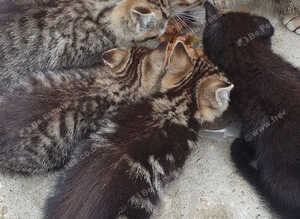Tabby kittens