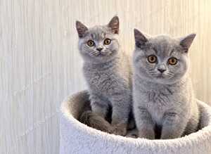 Beautiful British Shorthair Kittens