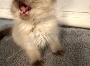 Seal point Ragdoll kitten DNA cleared