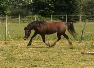 Lovely Welsh mare for sale