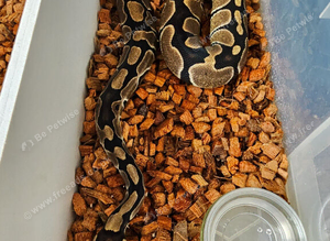 Normal royal python female