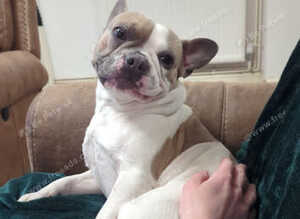 Stunning french bulldog
