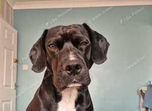 Lovely dog