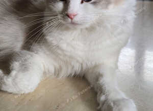 Purebred Ragdoll female cat