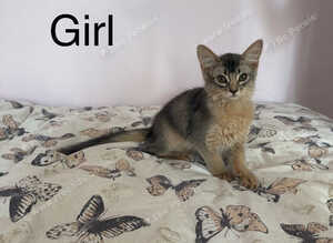 EXCLUSIVE SOMALI GIRL &ndash; A TRUE LITTLE QUEEN