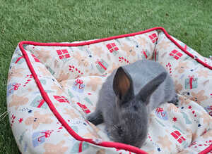Adorable Baby Rabbits for Sale - Beautiful Colours
