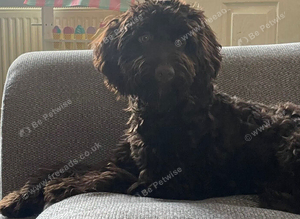 Chocolate boy cockapoo