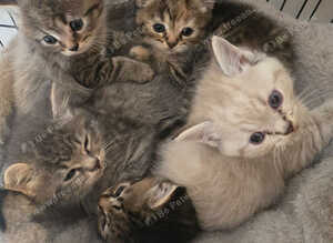 Beautiful Kittens Looking for Loving Homes
