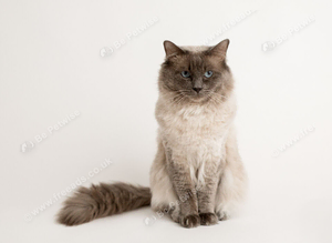 Ragdoll stud