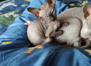 Sphynix kitten one left