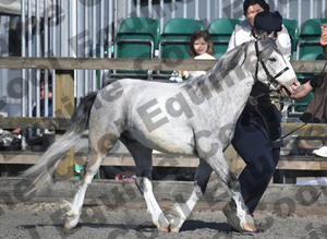 3  years old section a gelding
