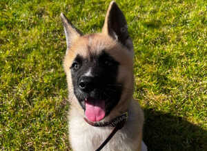 KC Registered American Akita