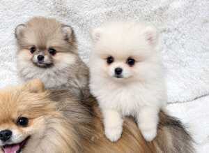 Stunning Pomeranian Boy Puppys