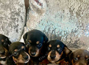 Gorgeous dachshund puppies