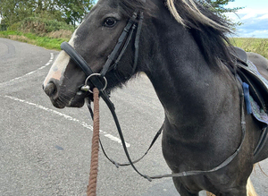 Cob gelding