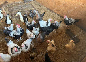 Bantams and large fowl