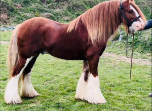 Amazing cob stallion