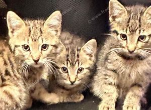 Kittens &pound;50
