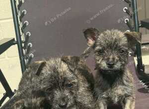 West Highland White cross west highland White x Chihuahua