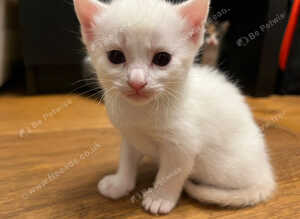 Stunning, friendly Ragdoll Cross Kittens