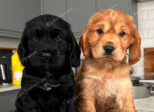 Adorable True Show Cocker Spaniel Puppys