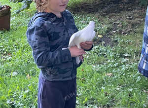 Garden doves for sale
