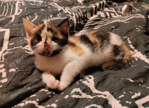 Beautiful kittens last 3 available