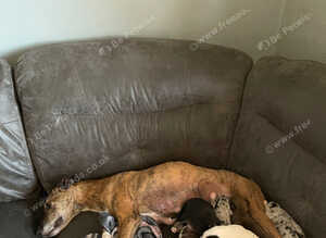 Lurcher pups