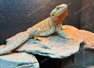 Bearded dragon with full setup/vivarium/cabinet