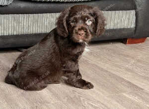 Beautiful cocker puppies
