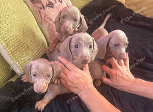Pedigree miniature dachshund puppies ready now