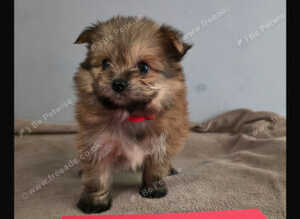 Pomeranian/yorkshire terrier