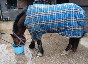 Looking for diy stable with turnout