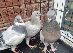 Beautiful Quality Pigeons &ndash; Ready for New Homes