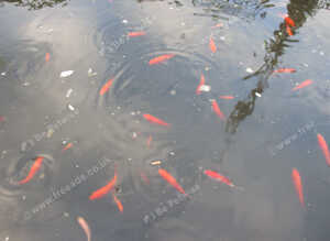 Pond-bred goldfish, multi colours