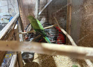 Young Indian ringnecks forsale