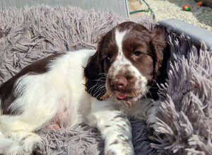 Cocker spaniels puppies 1 boys left.