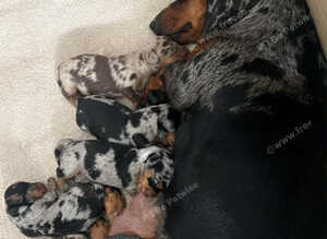 Beautiful dapple minis two boys left