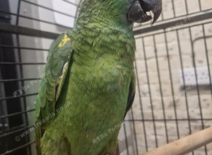 AMAZONS/PARROTS/PARAKEETS AVAILABLE