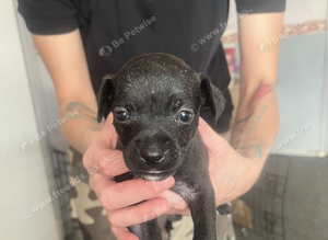 Chug x whippet