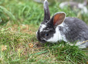 Three beautiful rabbits
