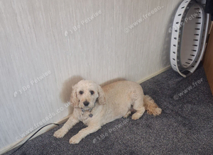 Cockapoo 6 years old
