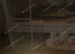 corn snakes